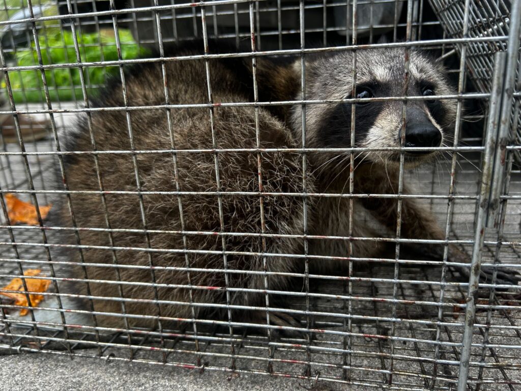 Central Michigan Wildlife Services