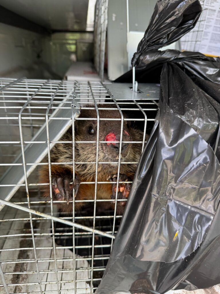 Central Michigan Wildlife Services