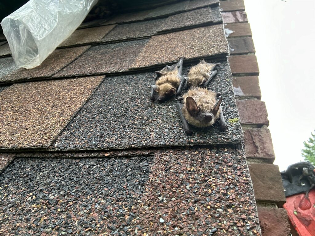 Central Michigan Wildlife Services