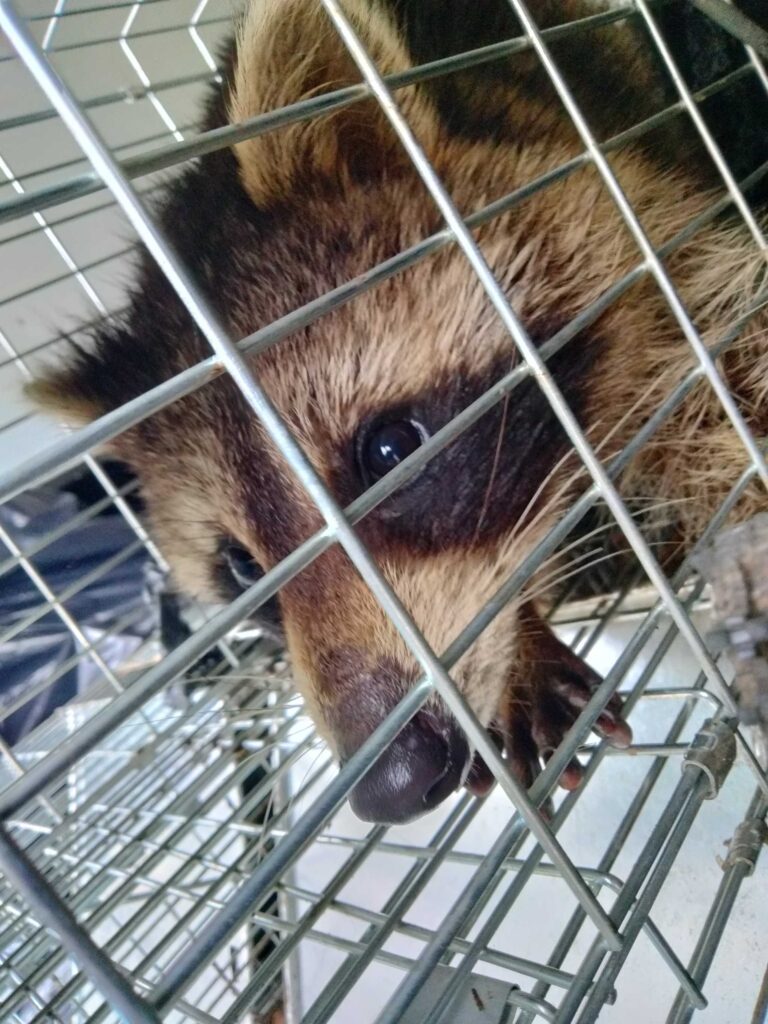 Central Michigan Wildlife Services